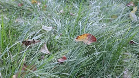Green grass with fallen leaves swaying lightly in the wind. Natural meadow grass Stock Footage 253894881