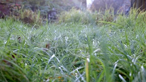 Green grass with fallen leaves swaying lightly in the wind. Natural meadow grass Stock Footage 253894902