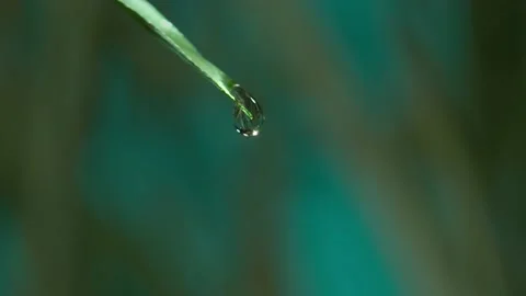 Green grass with falling dew drop Stock Footage 137121419
