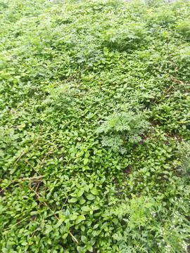 The green grass on the farm Foto stock