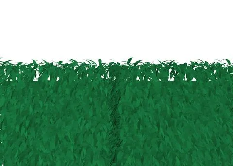 Green Grass fence rectangular boxwood shrubs polygonal. Ornamental plant for Illustrazione stock