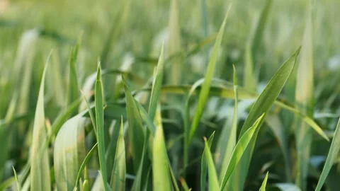 Green grass in the field in 4k Stock Footage 242478671