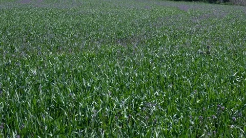 Green grass field and bright blue sky Video stock 76046889