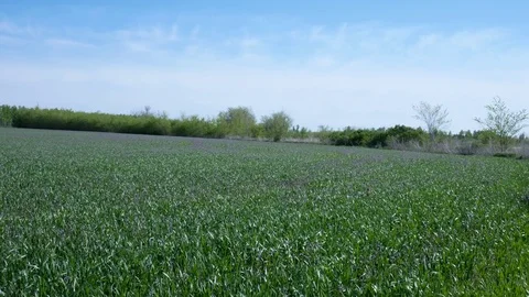 Green grass field and bright blue sky Video stock 76046894