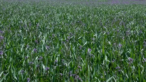 Green grass field and bright blue sky Video stock 76046919