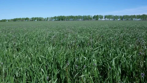 Green grass field and bright blue sky Stock Footage 76046957