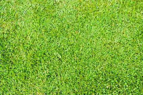 Green grass field background Stock Photos
