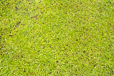 Green grass field background Stock Photos