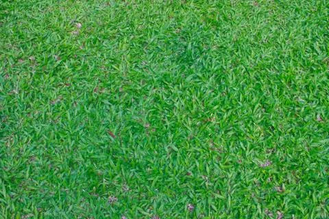 Green grass field background Stock Photos