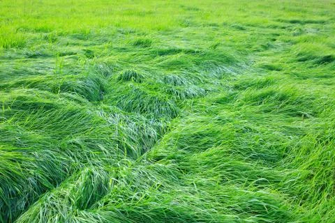 Green grass field background. Stock Photos
