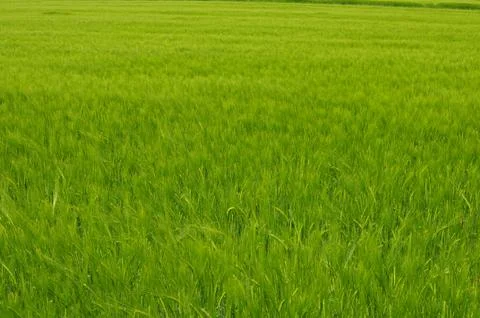 Green grass field background Foto stock