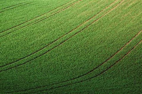 Green grass field background Stock-Fotos