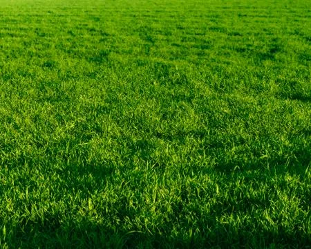 Green grass field background Stock Photos