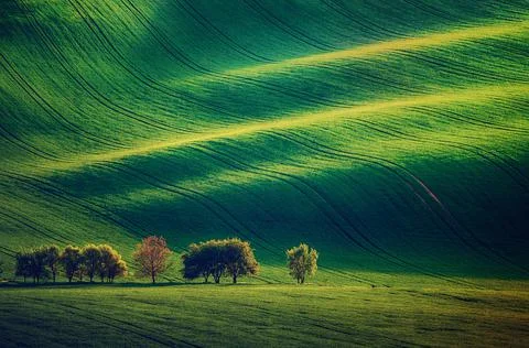 Green grass field background Stock-Fotos