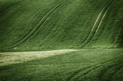 Green grass field background Stock-Fotos