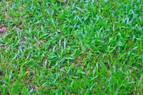 Green grass field background texture Stock Photos
