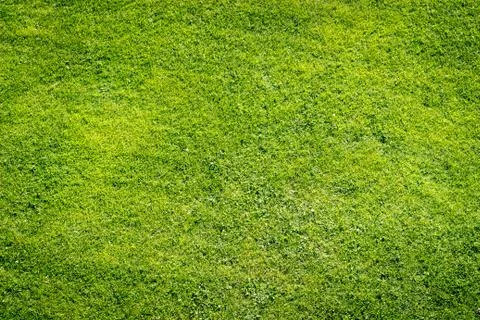 Green grass field background, texture, pattern Stock Photos