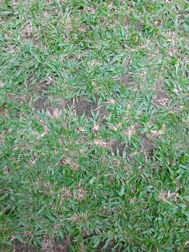 Green grass field background texture top view angle Stock Photos