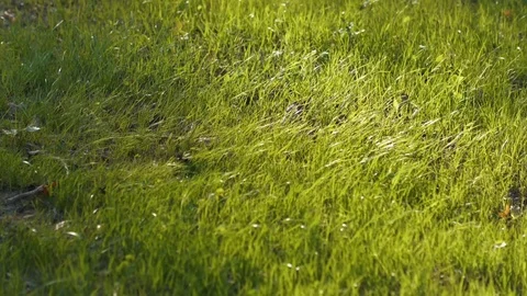 Green Grass Field Blowing in the Wind Stock-Footage 85597894