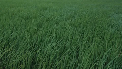 Green grass field blowing in the wind Stock Footage 301586637