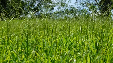 Green grass field close up Stock Footage 78740763