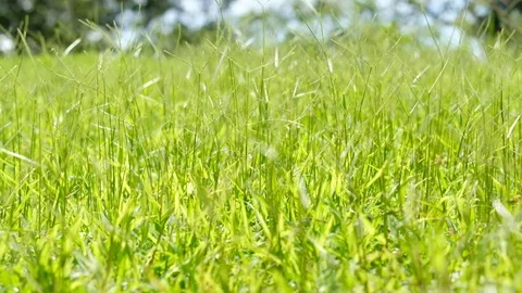 Green grass field close up Stock Footage 78740764