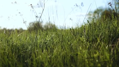 Green grass in field, closeup Stock Footage