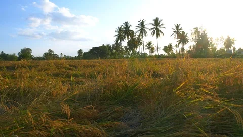 Green grass field with coconut trees on sunny hot day in rural India 動画素材 111304050