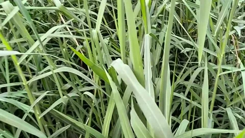 Green grass field explore in day Stock Footage 319053437
