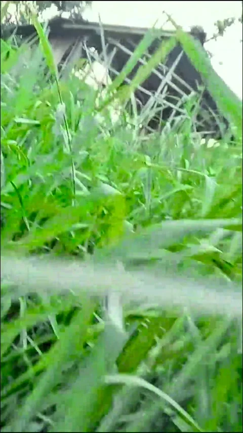 Green grass field explore in day Stock Footage 319053439