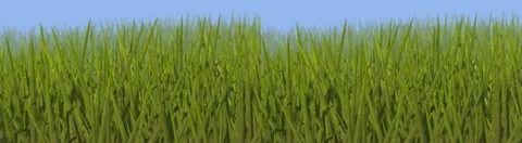 Green grass in field 库存影片 10832121