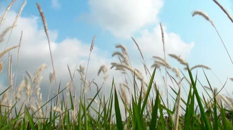 Green grass field Stock Footage 36548810