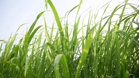 Green grass field Stock Footage 77398214