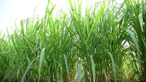 Green grass field Stock Footage 77398303