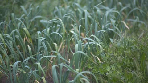 Green grass in a field Stock Footage 87121149