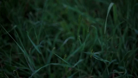 Green grass on the field Vídeos de archivo 94880725