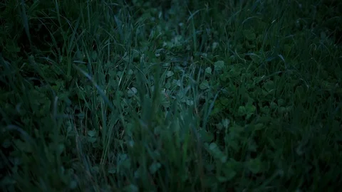 Green grass field Stock Footage 94880766