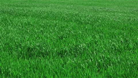 Green grass on field Stock Footage 100542900