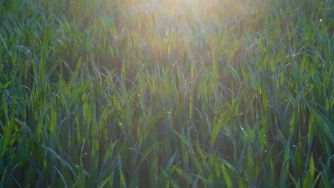 Green grass field Stock-Footage 108062506