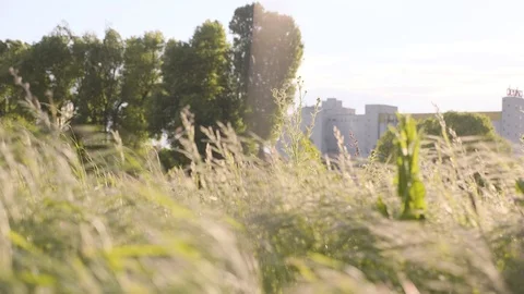 Green Grass Field. Stock Footage 118092731