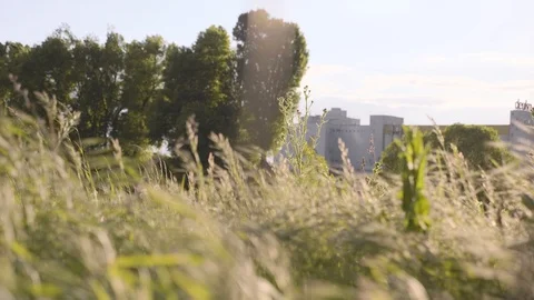 Green Grass Field. Stock-Footage 118546947