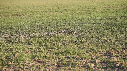 Green grass in the field Stock Footage 128987228
