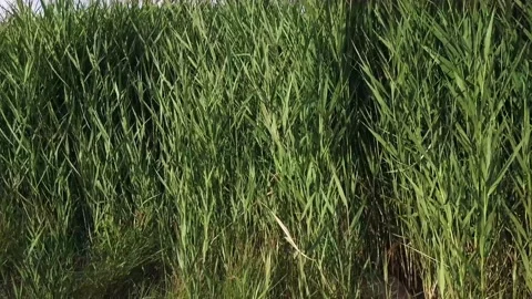 Green grass in the field 動画素材 136423705