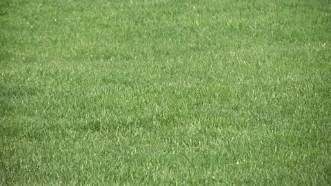 Green grass field Video stock 153006576