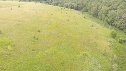 Green grass field Stock Footage 245498943