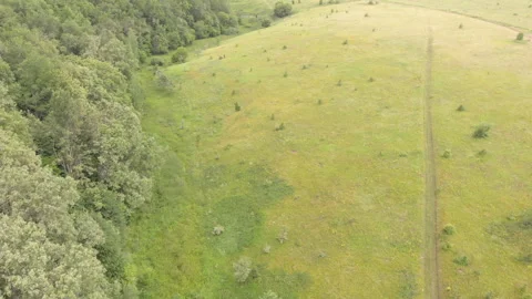 Green grass field Stock Footage 245499180