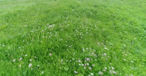 Green grass in the field Stock Footage 253655423