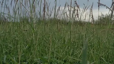 Green grass on field 库存影片 322092773