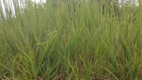 Green Grass Field Stock Footage 329460956