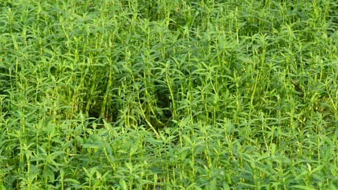 Green Grass Field Stock Footage 340751880